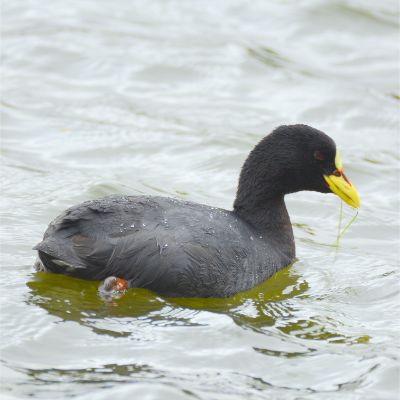 Red-Gartered Coot (2)